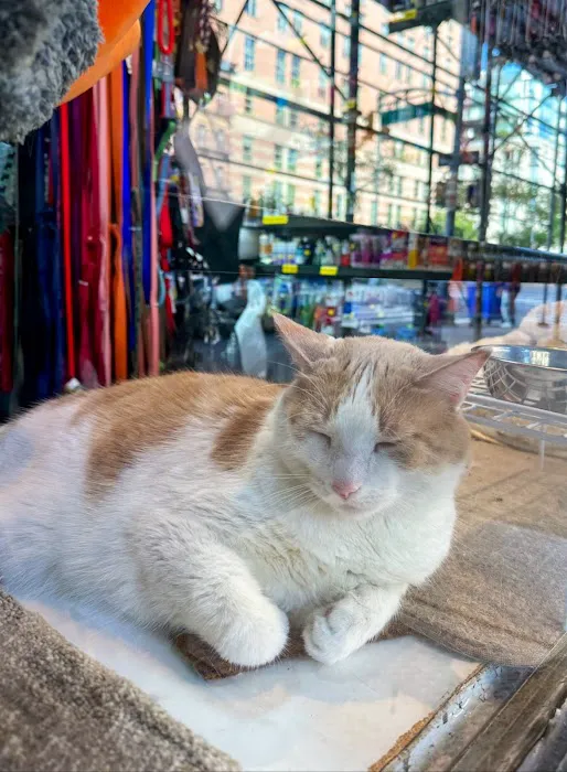 The Pet Market Picture 10
