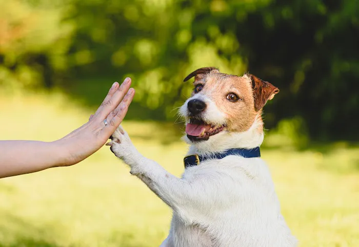 Pet Resources Picture 4