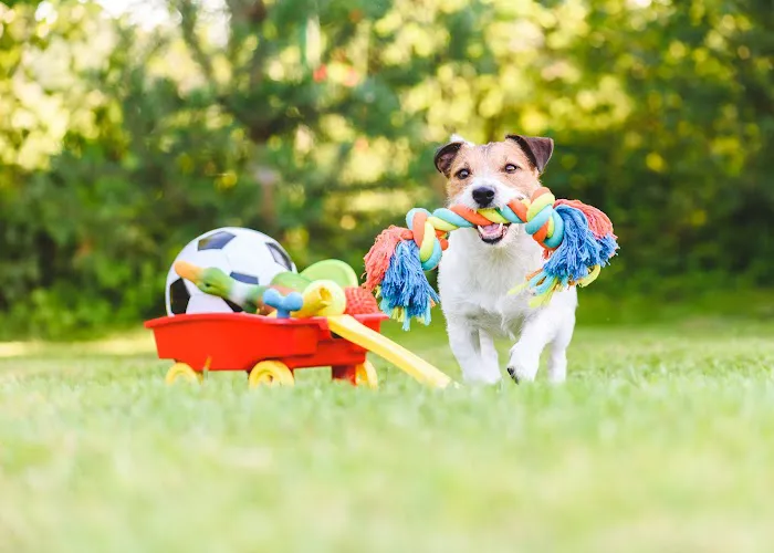 Pet Resources Picture 5