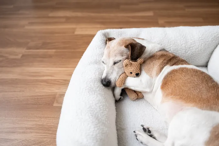 Pet Resources Picture 6