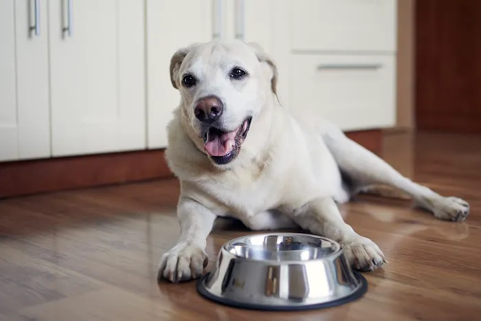 Pet Resources Picture 7