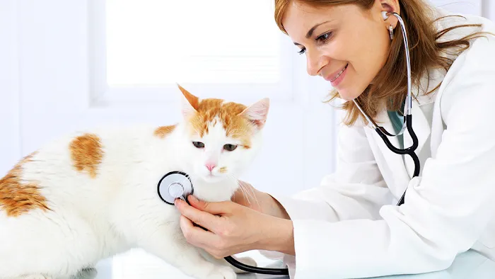 Andorra Veterinary Clinic Picture 9
