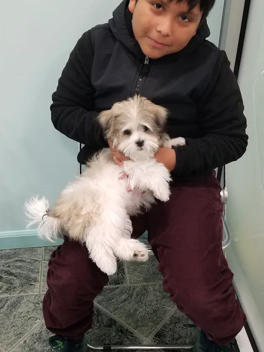 Silver Nickel Puppies at Troys Stay and Play Picture 1