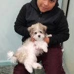 Silver Nickel Puppies at Troys Stay and Play