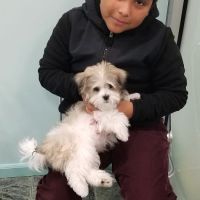 Silver Nickel Puppies at Troys Stay and Play ico