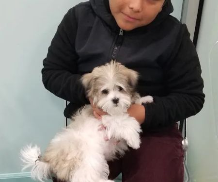 Silver Nickel Puppies at Troys Stay and Play