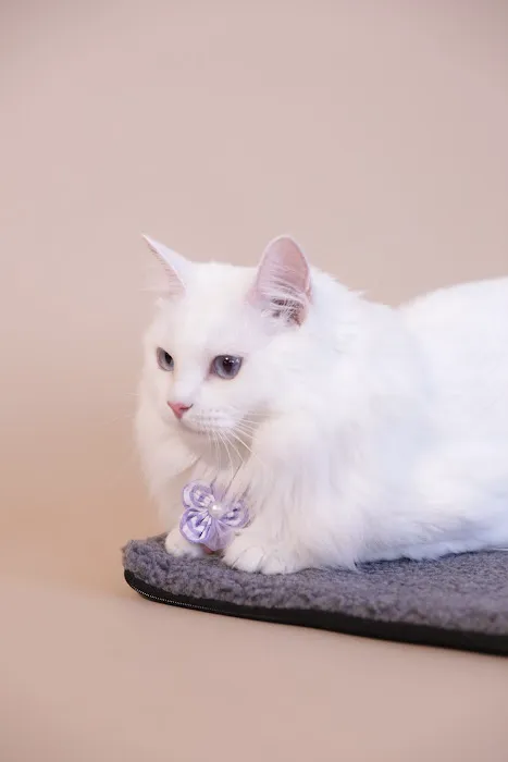 Pet Home - 萌宠之家 Picture 6