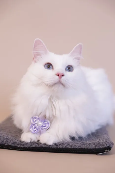 Pet Home - 萌宠之家 Picture 3