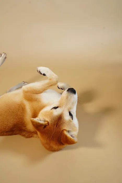 Pet Home - 萌宠之家 Picture 2