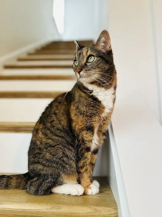 Spring Mill Veterinary Hospital Picture 2