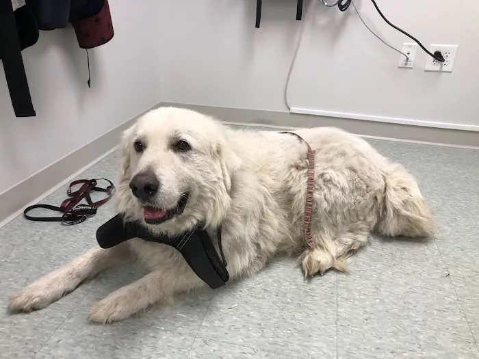 Spring Mill Veterinary Hospital Picture 5