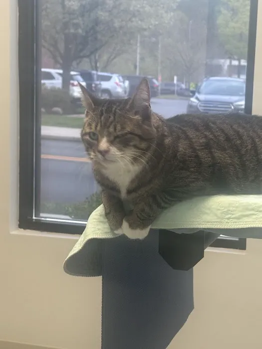 Spring Mill Veterinary Hospital Picture 6