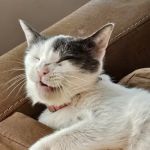 Banfield Pet Hospital
