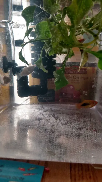 Kissena Aquarium Inc Picture 10
