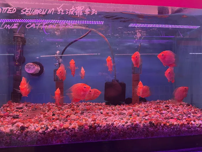 Kissena Aquarium Inc Picture 3