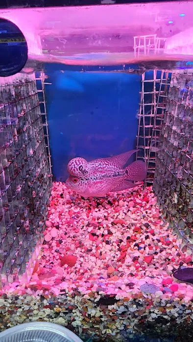 Kissena Aquarium Inc Picture 8