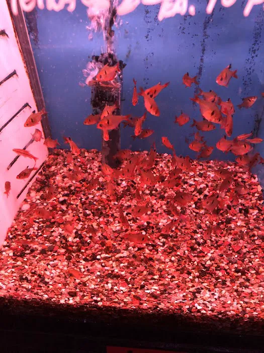 Kissena Aquarium Inc Picture 7