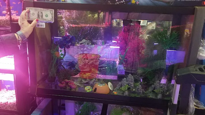 Kissena Aquarium Inc Picture 6
