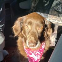 Hamilton Animal Hospital ico