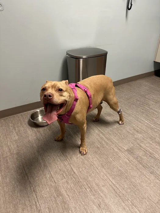 Hamilton Animal Hospital Picture 2