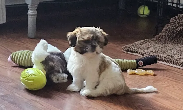 Hamilton Animal Hospital Picture 9