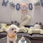 FURRY FRIENDS PET BAKING