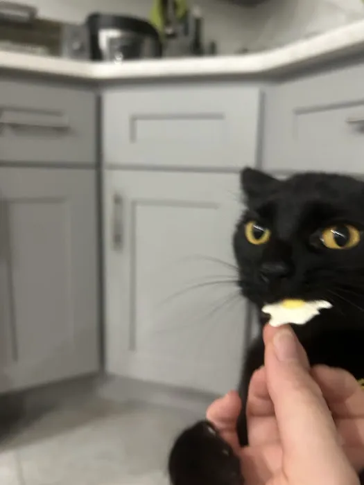 FURRY FRIENDS PET BAKING Picture 10