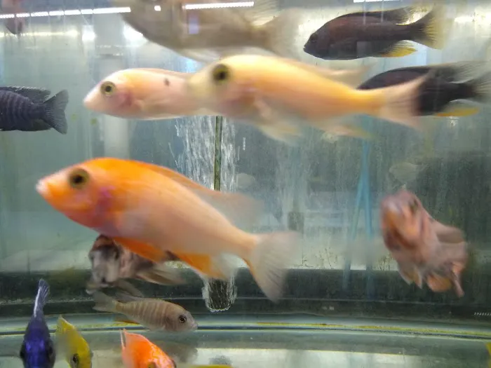 KHC Aquarium Picture 9