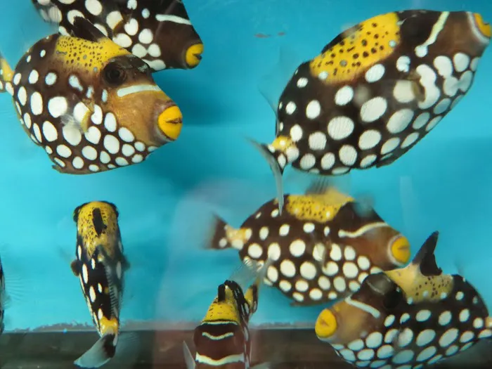 KHC Aquarium Picture 4