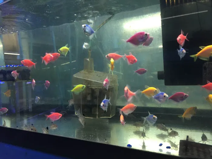 KHC Aquarium Picture 3
