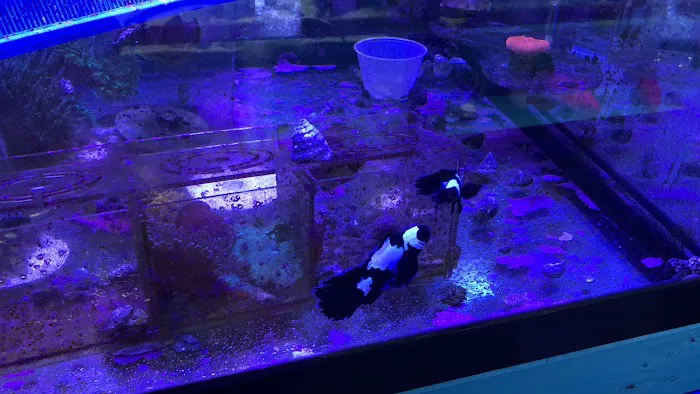 KHC Aquarium Picture 7