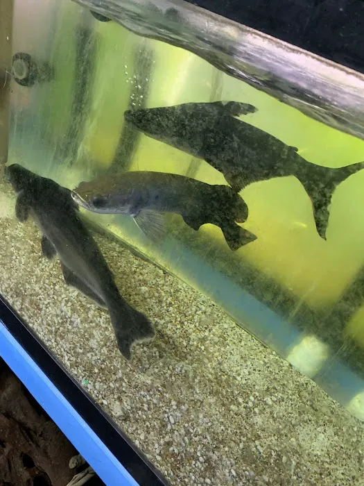 KHC Aquarium Picture 2