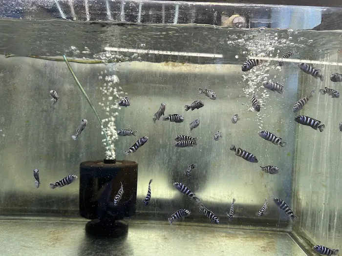 KHC Aquarium Picture 6