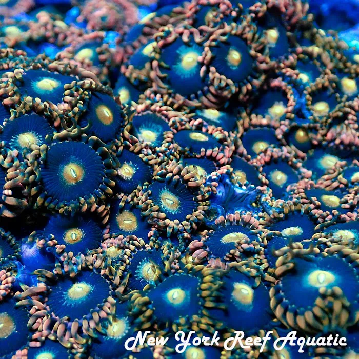 New York Reef Aquatic Picture 7