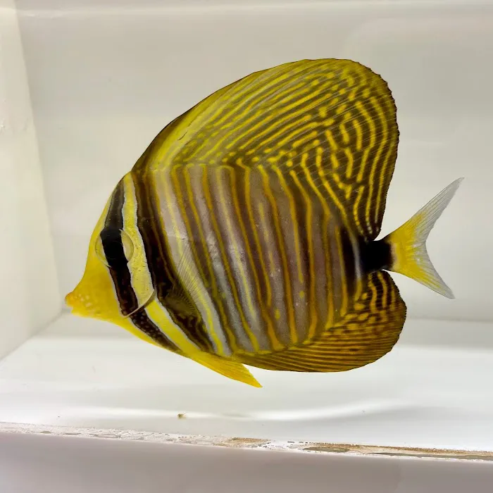 New York Reef Aquatic Picture 3