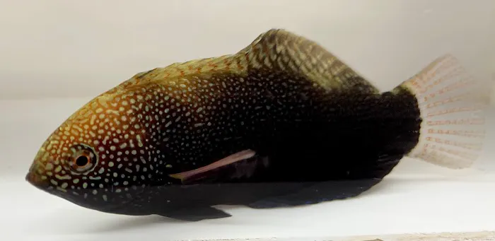 New York Reef Aquatic Picture 2