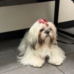 Banfield Pet Hospital