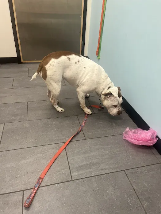 Banfield Pet Hospital Picture 5