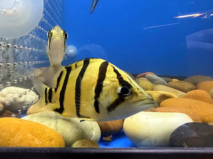Empire Pet Fish Picture 4