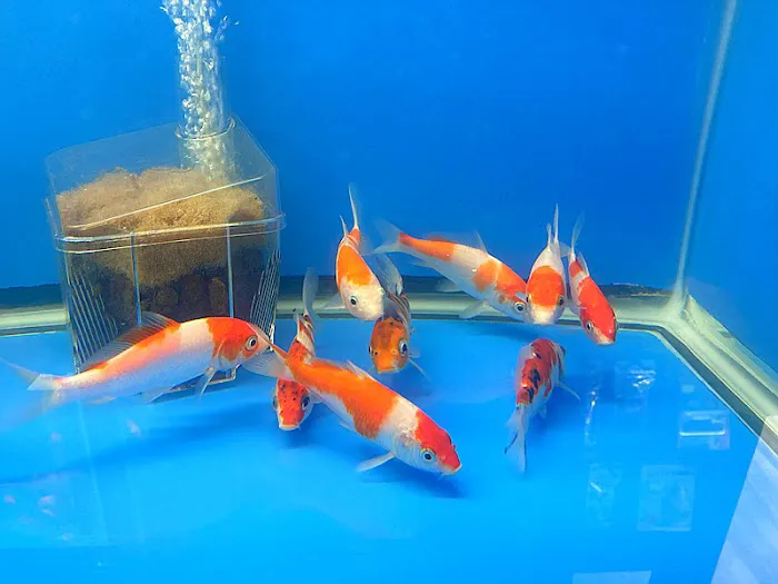 Empire Pet Fish Picture 3