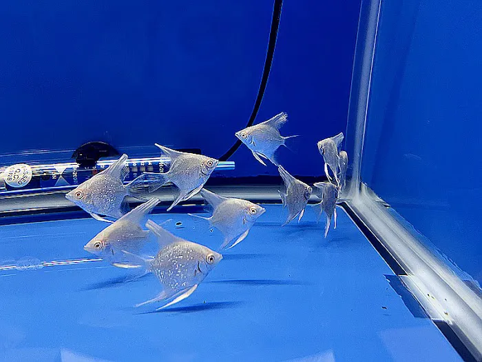 Empire Pet Fish Picture 8