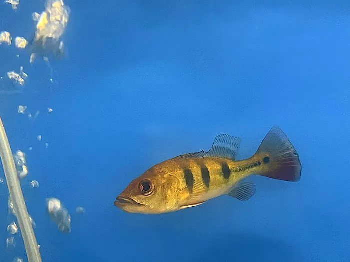 Empire Pet Fish Picture 9