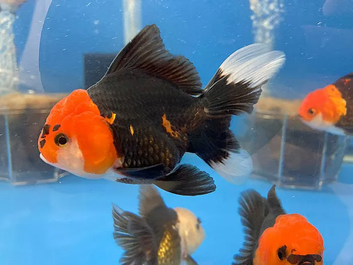 Empire Pet Fish Picture 5