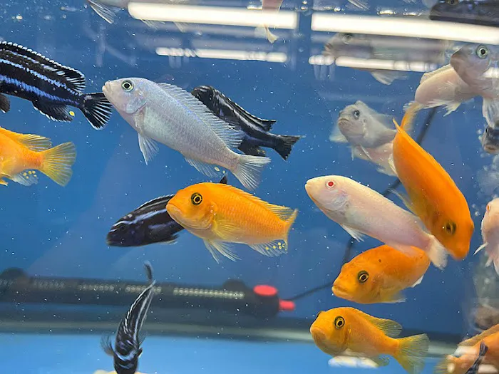 Empire Pet Fish Picture 6
