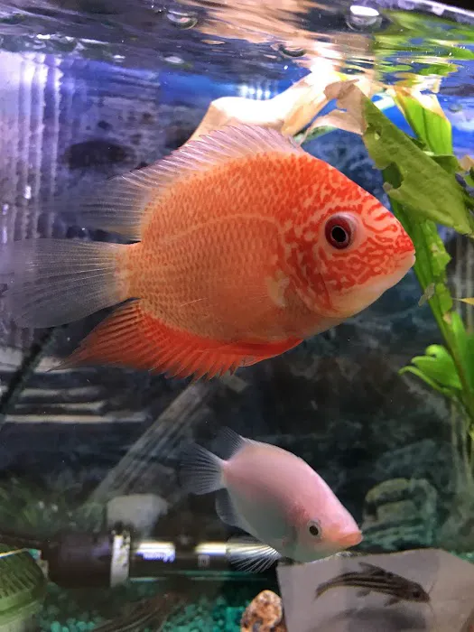 Petland Discounts - Richmond Picture 6