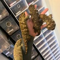 Self Trusted Reptiles ico
