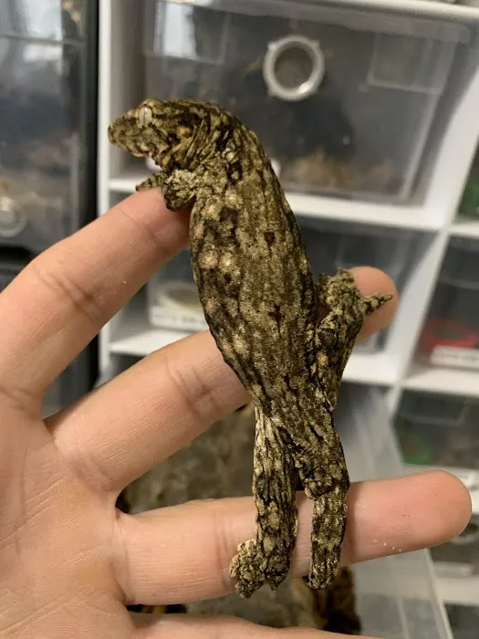 Self Trusted Reptiles Picture 3
