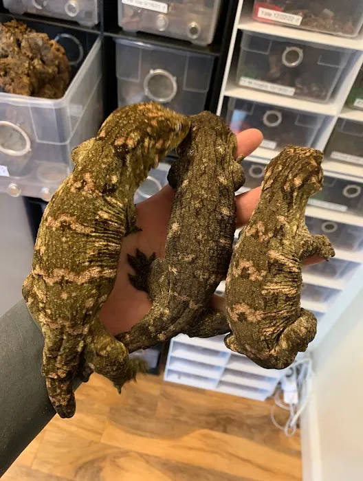 Self Trusted Reptiles Picture 10