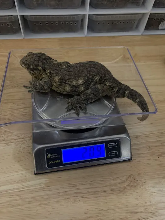 Self Trusted Reptiles Picture 4