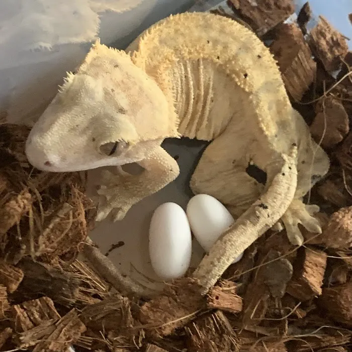 Self Trusted Reptiles Picture 8